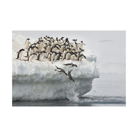 Joan Gil Raga 'Penguins Jumping' Canvas Art, 16x24